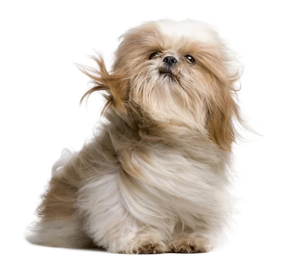 Shih-Tzu with windblown hair, sitting in front of white backgrou — Stock Photo, Image