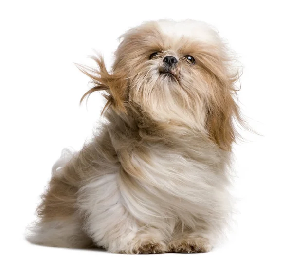 Shih-Tzu med vindpinade hår, sitter framför vita backgrou — Stockfoto