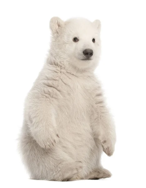 Polar bear cub, Ursus maritimus, 3 months old, sitting against w — Stock Photo, Image