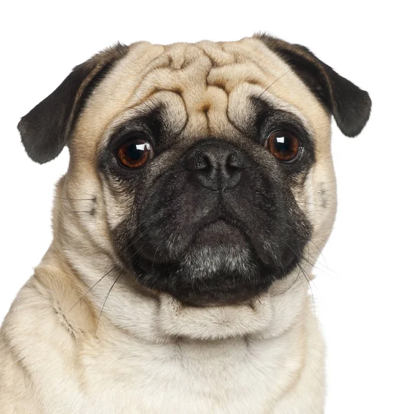 Pug, 3 years old, sitting against white background — Stock Photo, Image