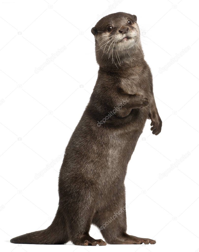 Oriental small-clawed otter, Amblonyx Cinereus, 5 years old, sta