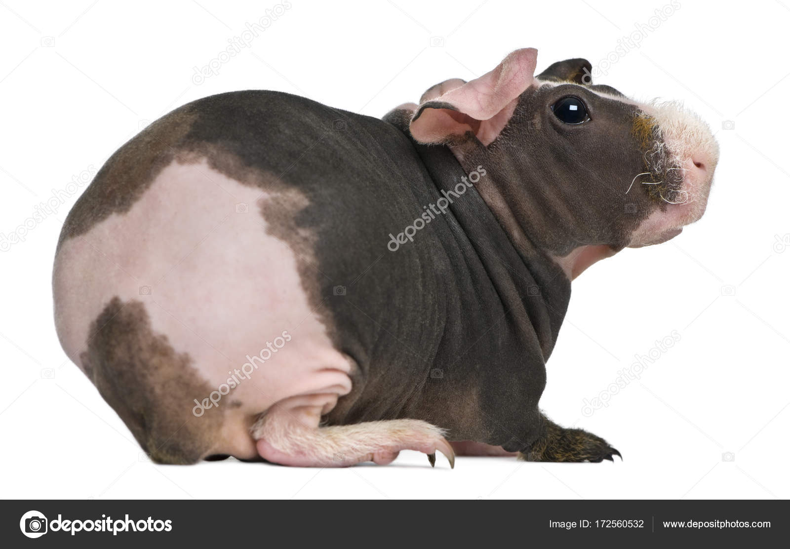 Adorable Hairless Guinea Pig Pink Skinny Pig Hot Sale
