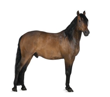 Beyaz izole at crossbreed