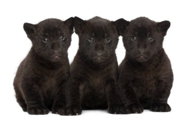 Jaguar yavrusu, 2 karşı beyaz b oturan aylık, panthera onca,
