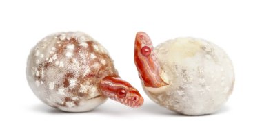 Mısır yılan kuluçka (