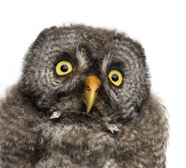Büyük gri baykuş veya Lapland baykuş, Strix nebulosa, 2 aylık agai