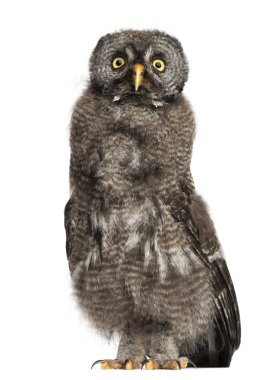 Büyük gri baykuş veya Lapland baykuş, Strix nebulosa, 2 aylık agai