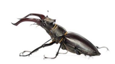 Erkek geyik böceği, lucanus cervus beyaz bir arka plana dayanır