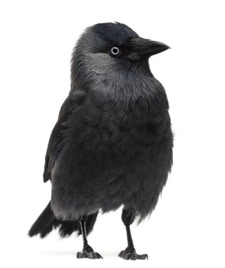 Western küçük karga karga monedula, (Avrasya küçük karga ya da Europe