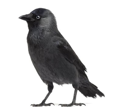 Western, Corvus monedula (veya Avrasya Jack arıyor küçük karga