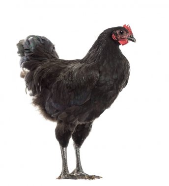 australorp, 5 ay yaşlı, beyaz arka planı