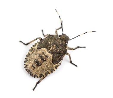 Top view of a Shield Bug, Troilus luridus, against white backgro clipart