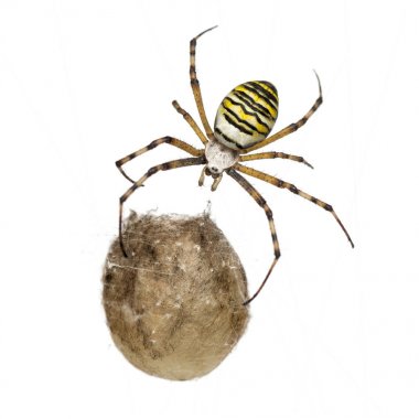 wasp örümcek, argiope bruennichi, onun yumurta çuval karşı asılı