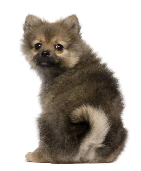 Spitz puppy, 3 months old, sitting against white background — Stock Photo, Image