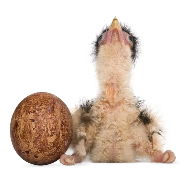 Zuidelijke Caracaras, 12 uur oud, chick zitten met ei in fron — Stockfoto
