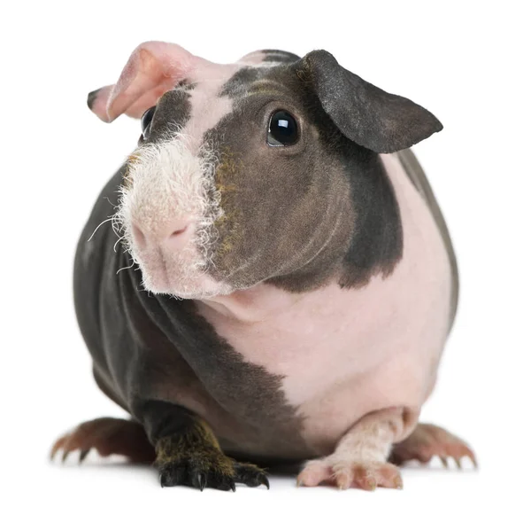 Babi Guinea tanpa bulu di depan latar belakang putih — Stok Foto