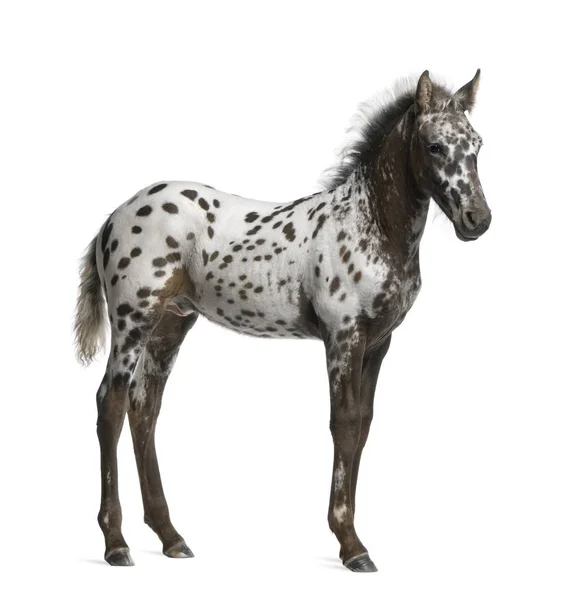 Appazon Foal, 3 months old, a crossbreed between Appaloosa and F — Stock Photo, Image