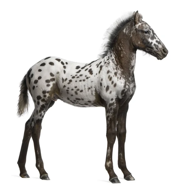 Appazon Foal, 3 months old, a crossbreed between Appaloosa and F — Stock Photo, Image