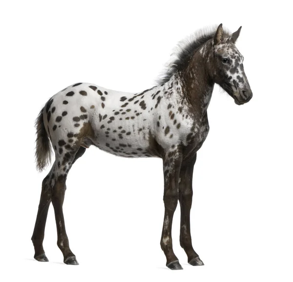 Appazon Foal, 3 months old, a crossbreed between Appaloosa and F — Stock Photo, Image