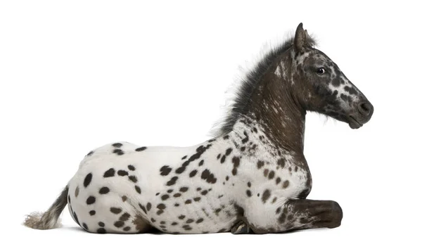 Appazon Foal, 3 months old, a crossbreed between Appaloosa and F — Stock Photo, Image
