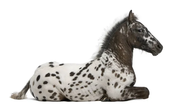 Appazon лоша, 3 місяців, crossbreed між Appaloosa та F — стокове фото