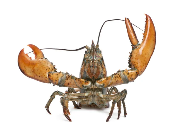 Американский лобстер, Homarus americanus, перед белым бэкгру — стоковое фото