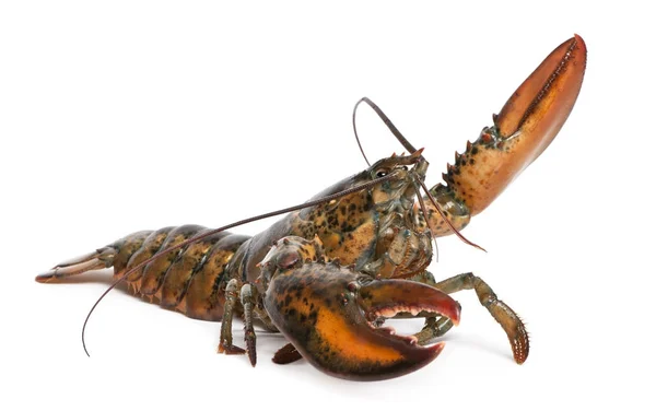 Американский лобстер, Homarus americanus, перед белым бэкгру — стоковое фото