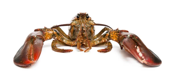 Langosta americana, Homarus americanus, frente al fondo blanco —  Fotos de Stock