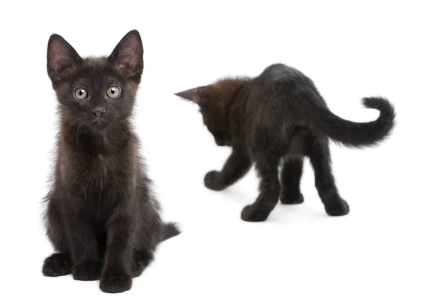 Dvě černé koťata spolu hrají před bílým pozadím — Stock fotografie