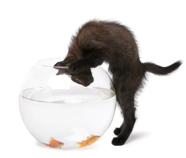 Svart kattunge tittar på guldfisk, Carassius Auratus, simma i — Stockfoto