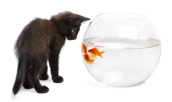 Svart kattunge tittar på guldfisk, Carassius Auratus, simma i — Stockfoto