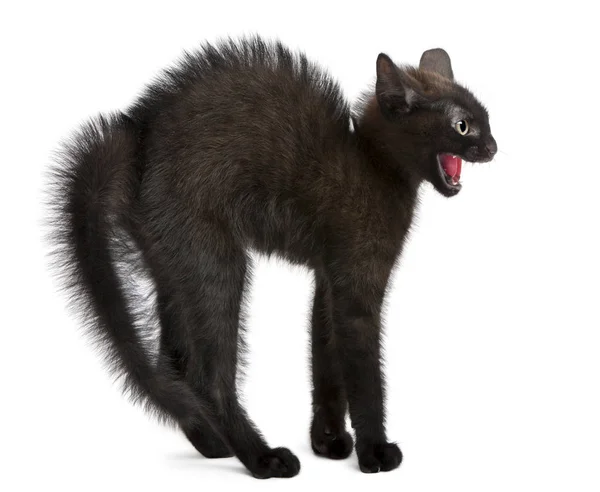 Frightened black kitten standing in front of white background — Stock Photo, Image