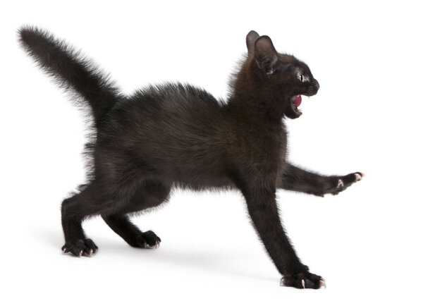 Испуганный черный котенок стоит на белом фоне
