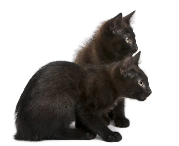 Dois gatinhos negros olhando na mesma direção, sentados no fron — Fotografia de Stock