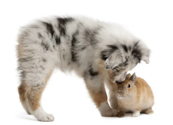 Blue Merle Cachorro pastor australiano brincando com coelho, sentado — Fotografia de Stock