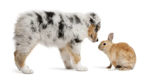 Blue Merle Australian Shepherd chiot face à face avec le lapin, s — Photo