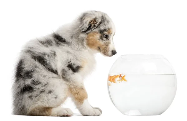 Puppy kijken goudvis, Carassius Auratus, zwemmen in vis b — Stockfoto