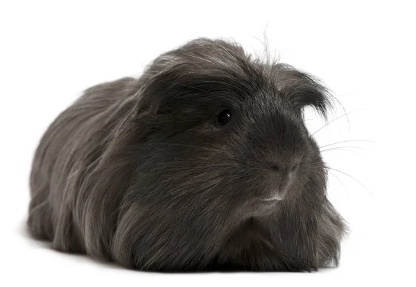Peruvian guinea pig, Cavia porcellus, lying in front of white ba — Stock Photo, Image