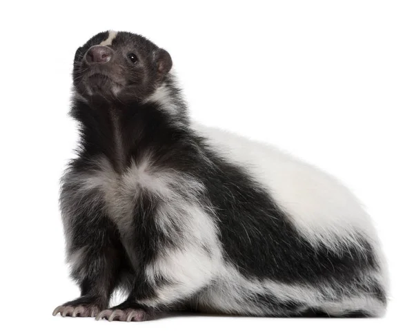 Striped Skunk, Mephitis Mephitis, 5 years old, sitting in front — Stock Photo, Image