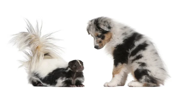 Blue Merle Australian Shepherd puppy, 10 weeks old, looking at S — Stock Photo, Image