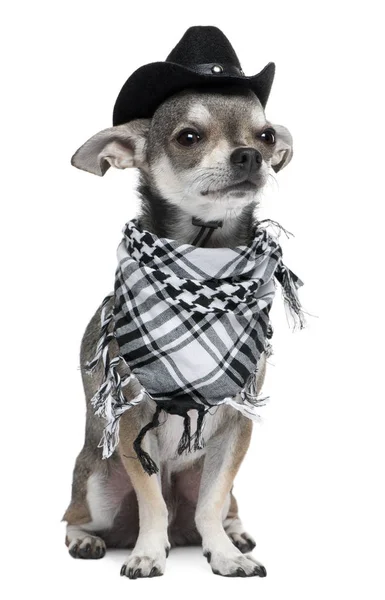 Chihuahua indossa un cappello davanti allo sfondo bianco — Foto Stock