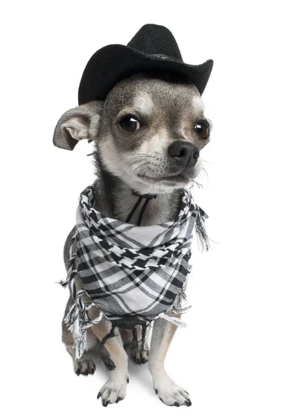 Chihuahua bär en hatt framför vit bakgrund — Stockfoto