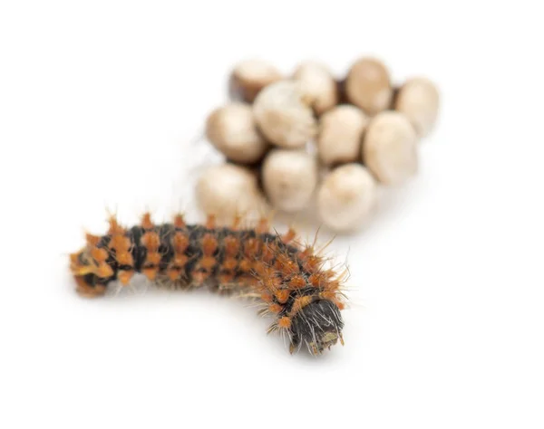 Caterpillar of Giant Peacock Moth, 2 days old, Saturnia pyri, ag — Stock Photo, Image