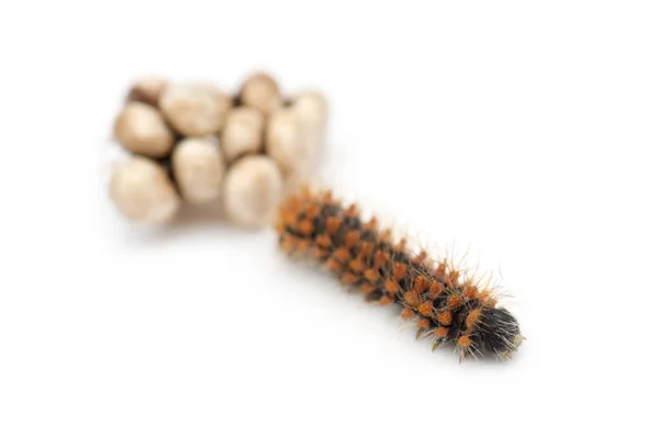 Caterpillar of Giant Peacock Moth, 2 days old, Saturnia pyri, ag — Stock Photo, Image