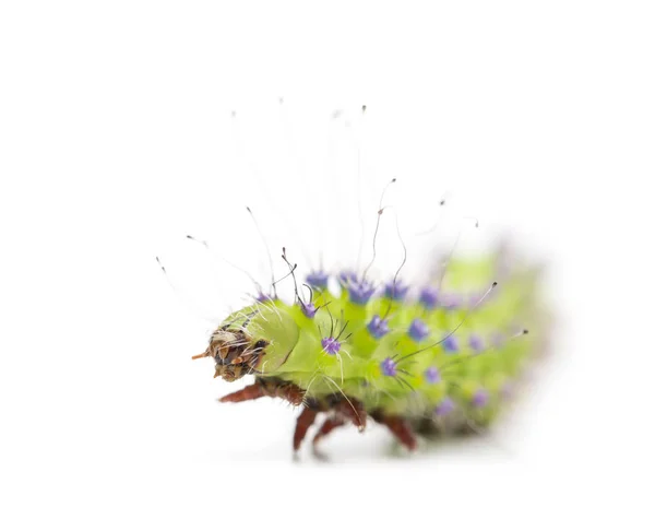Caterpillar of the Giant Peacock Moth, Saturnia pyri, against wh — Stock Photo, Image