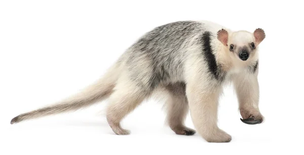 Tamandua, Tamandua tetradactyla, 3 anos, andando contra wh — Fotografia de Stock