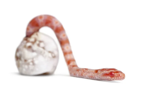 Corn snake hatching ("okeetee albinos" is the color) - Pantherophis guttatus guttatus, also know as red rat snake — Stock Photo, Image