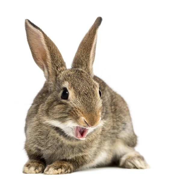 Europäisches Kaninchen oder gemeines Kaninchen lächelnd, 2 Monate alt, oryctola — Stockfoto