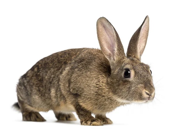 Европейский кролик или обыкновенный кролик, 3 месяца, Oryzolagus cuni — стоковое фото