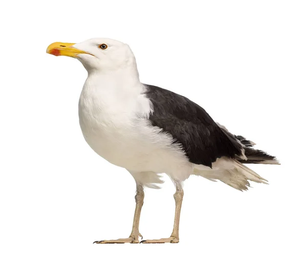 Manliga fantastiska Black-backed Gull, Larus marinus, mot vita backg — Stockfoto